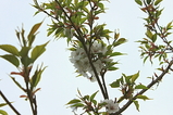 シダレ桜の花