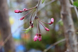 紅八重シダレ桜の花