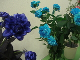 バラ1青いバラ！？